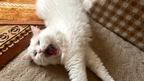 White long-haired cat, friendly adult - looking for new home. ( Free Adoption )