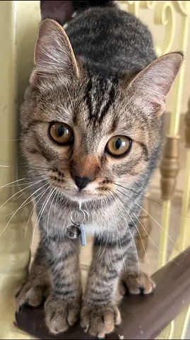 Cat for free
