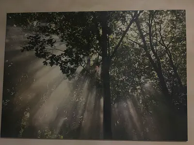 Large Canvas Wall Art – Sunlight Through Trees Forest Print