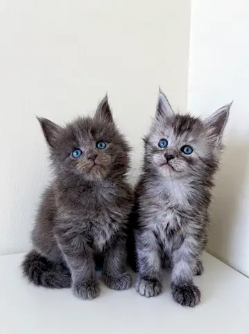 Pure Mainecoon Kittens