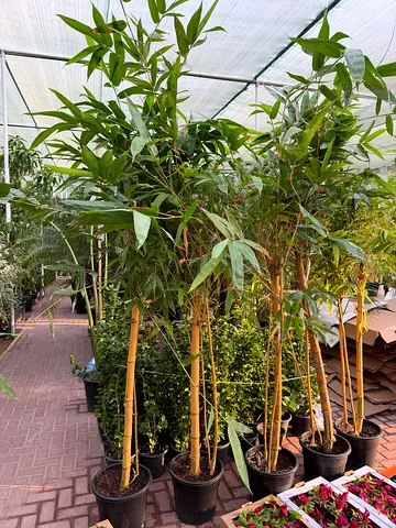 Tall Golden Yellow Bamboo Tree (Bambusa Vulgaris) / Outdoor Landscape Plant