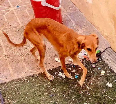 Medium brown mixed-breed dog - friendly, مدربه عل صيد needs new home