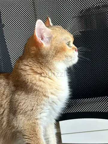 golden NY12 female 8 months old cat fully vaccinated microchip developed with passport very beauti