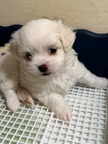 Small white puppy - looking for a loving home
