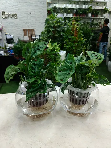Pair of Monstera Adansonii (Swiss Cheese Vine) in Glass Bowl Planters