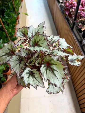 Silver Star Rex Begonia (Nordic Glacier) / Holland Indoor Plant