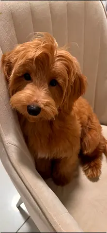 Young brown Cavapoo/Doodle puppy – friendly, well-groomed