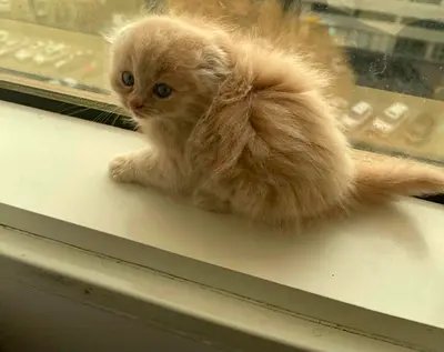 Scottish Fold kitten - Male