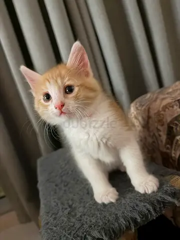 Kittens for adoption