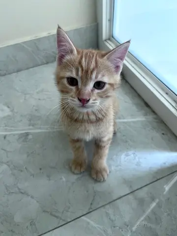 kitty for adoption (fast plz)