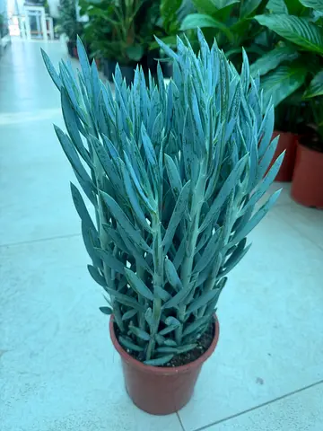 Senecio Curio "Mount Everest" / Premium Holland Blue Succulent Plant