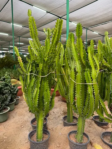 Large Euphorbia Cactus Plant / Outdoor Succulent (African Milk Tree)