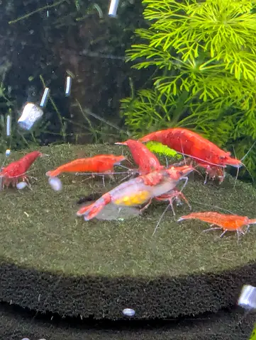 Free neo cardania shrimp give away