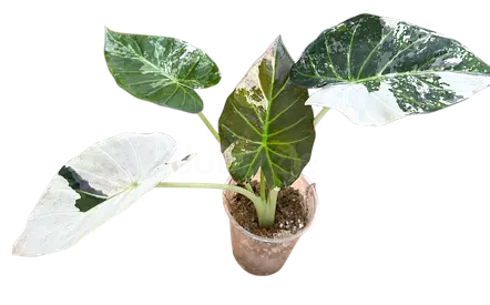 Alocasia Regal Shield Albo Variegata plant.
