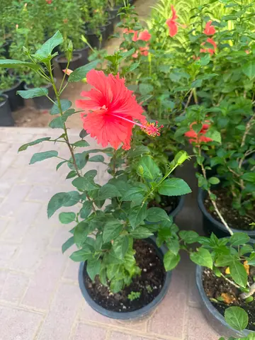 Vibrant Coral Red Hibiscus Plant / Thailand Outdoor Flowering Plant