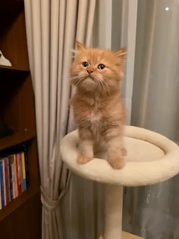 55 days Male Persian Doll Face fluffy ginger kitten - ready for adoption