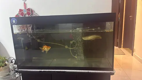 Large Glass Aquarium Fish Tank with Black Wooden Cabinet Stand and all accessories