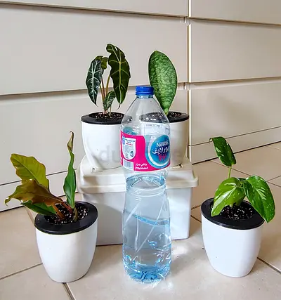 Take all 4  easy to take care  ( RARE) indoor plants Final price , last price , best price  140 dhs