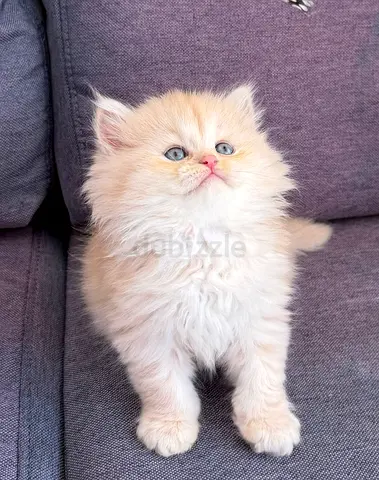 Adorable Chinchilla Kitten