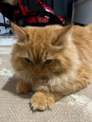 Friendly long-haired ginger cat available for rehoming