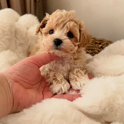 Tiny friendly Maltipoo puppy — 10 weeks old, vet checked