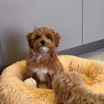 Adorable Cavapoo Puppies - Ready for New Homes