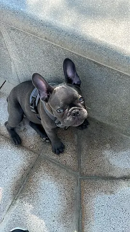 Young French Bulldog puppy, healthy and playful
