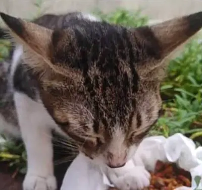 Monty needs a caring forever home!