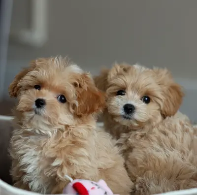 Maltipoo Puppies — Ready for New Home