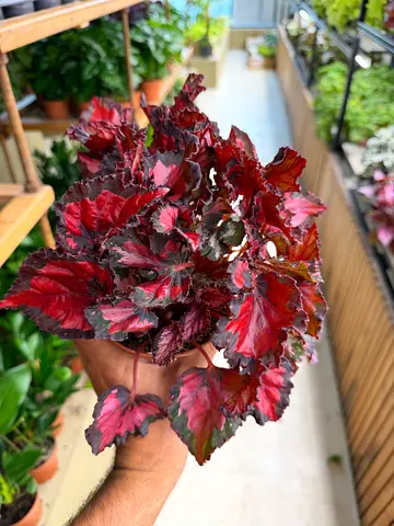 Red Rex Begonia (Inca Night) / Premium Holland Indoor Plant