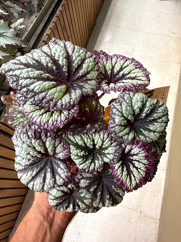 Silver Purple Rex Begonia "Fireworks" / Holland Indoor Plant
