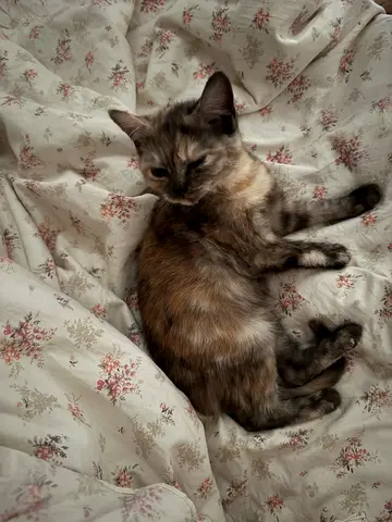 Friendly female cat available for rehoming — calm indoor cat