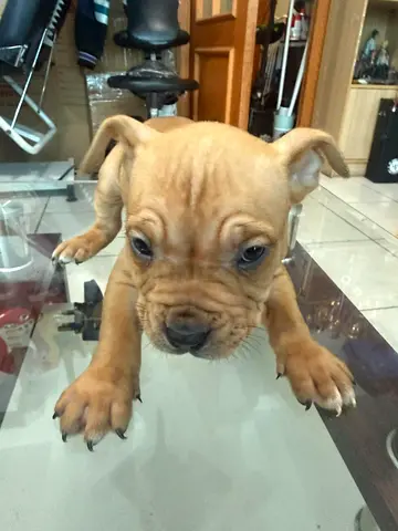 Black and browm small puppy, looking for a new home.