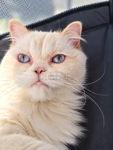 Exceptional cat for adoption