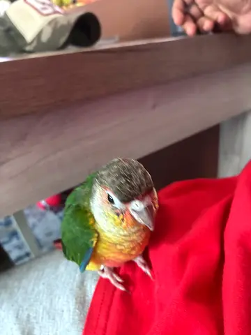 Young green- cheek conure