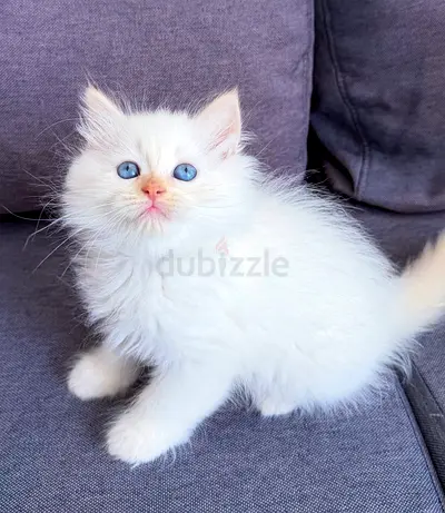Red points ragdoll kitten