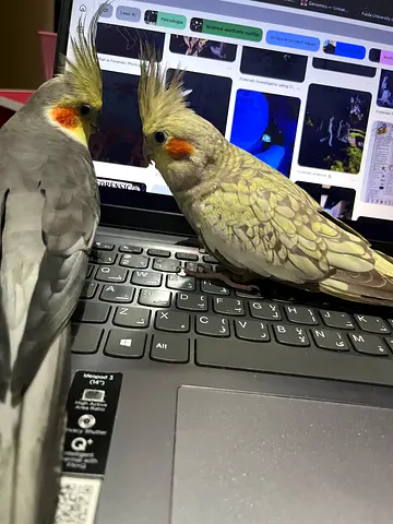 Cockatiel pair for adoption
