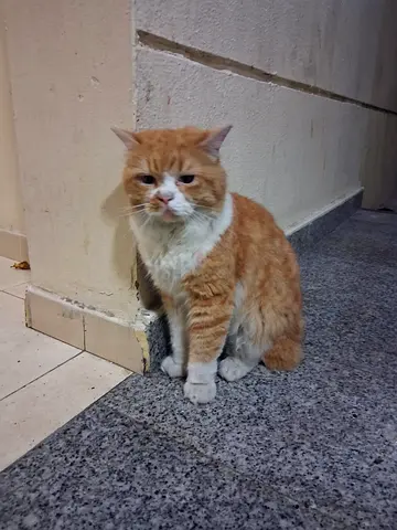 Cat for free adopt me vaccinated and neutered