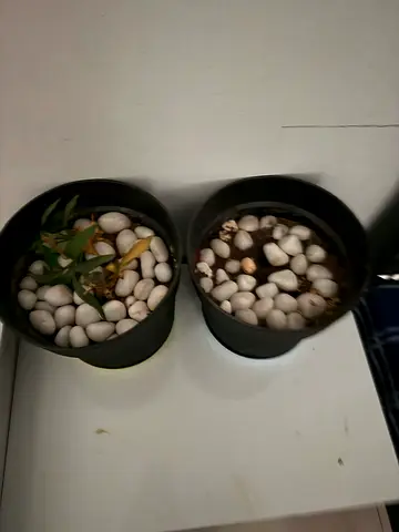 Two small indoor potted plants with decorative white pebbles