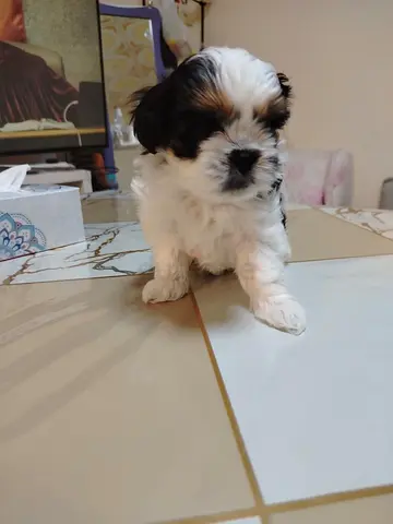 Shih Tzu pupp, healthy and playful is looking for new home.