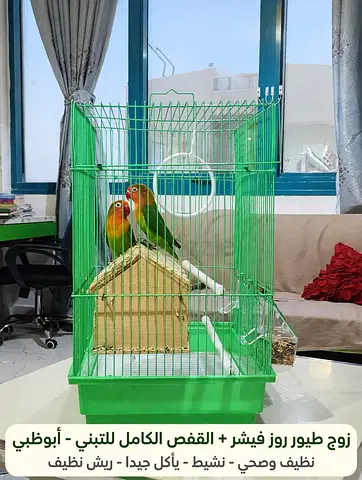 Fischer lovebirds