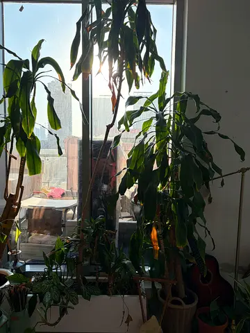 Plants Large Dracaena plants