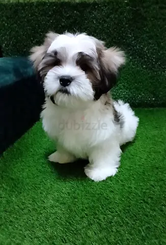 Shih tzu puppy