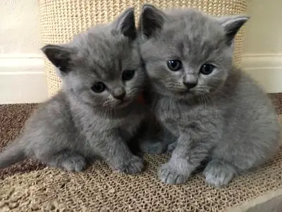 British Shorthair Kittens - 12 Weeks Old - Grey ( Male And Female )