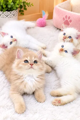 Pets available