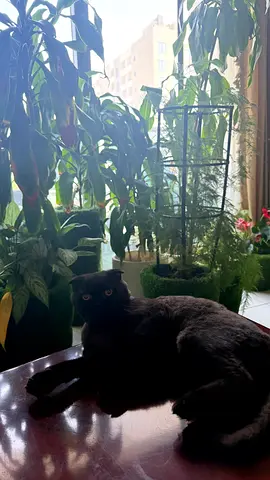 Friendly black Scottish Fold cat available for rehoming - gentle indoor pet