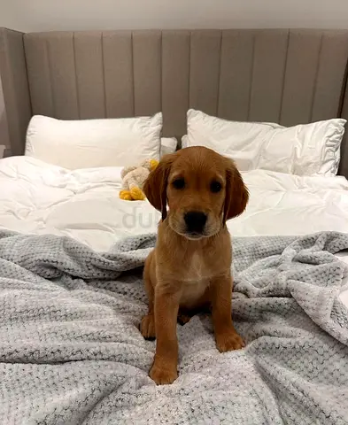Golden Retriever free for adoption
