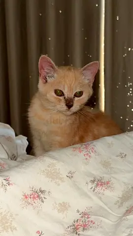 Young ginger kitten looking for a home