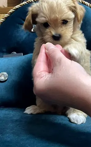 Small adorable mixed-breed puppy - friendly and playful