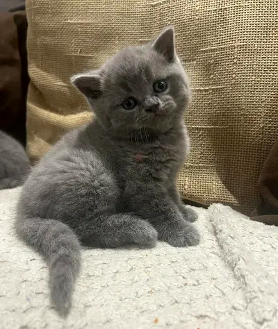 British Shorthair Kittens